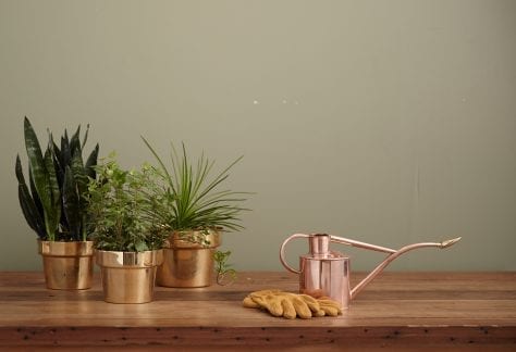 Plant Home Decor - by Kaufmann Mercantile on Unsplash