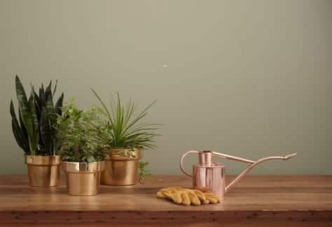 Plant Home Decor - by Kaufmann Mercantile on Unsplash
