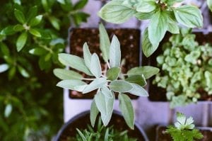 Plant Home Decor - by Matt Montgomery on Unsplash