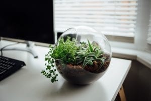  Plant Home Decor - by Nielsen Ramon on Unsplash 